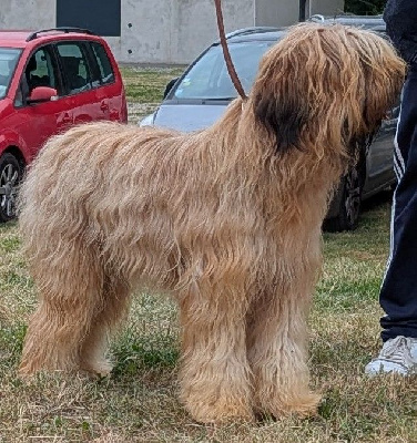 Étalon Berger de Brie - Ultime des gardiens du petit ange