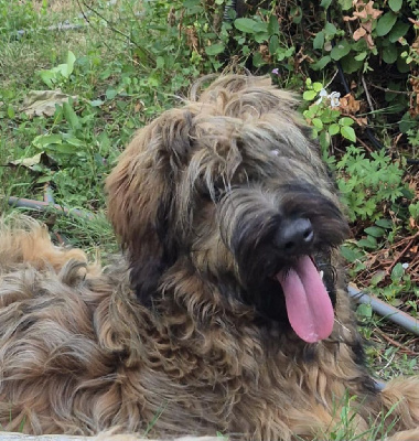 Étalon Berger de Brie - Aloha De La Baie Des Sables