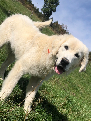 Étalon Berger de Podhale - Tatra - Vison By Champs'Or