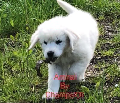 Étalon Berger de Podhale - Tatra - Amiral By Champs'Or