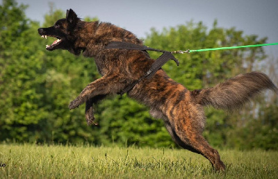 Étalon Berger hollandais - CH. Shotgun Du Rocher Des Ducs