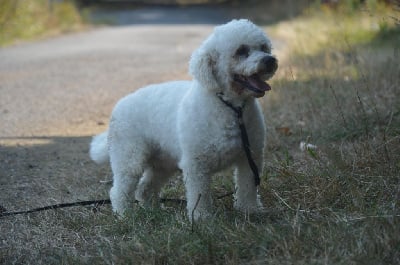 Sirius du domaine de kerjonc