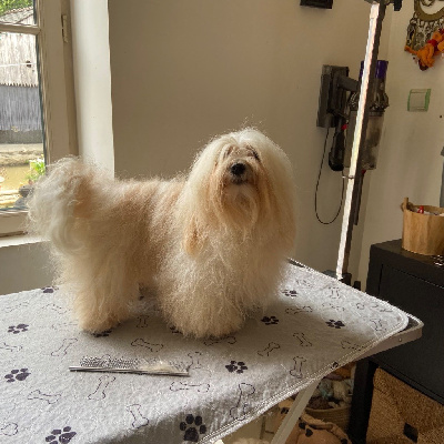 Étalon Bichon Havanais - Uguette Du Moulin De Gontard