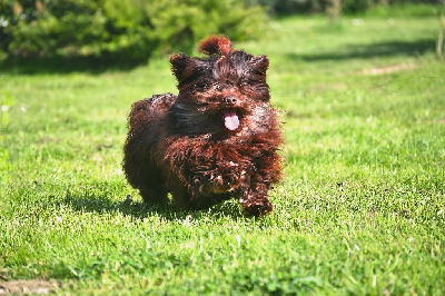 Étalon Bichon Havanais - CH. Rhéa au printemps des olivets