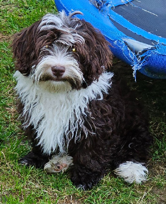 Étalon Bichon Havanais - Ya habibi habie de la vallée du rêve
