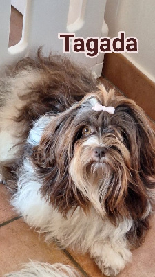 Étalon Bichon Havanais - Tagada Du Ker Fleury