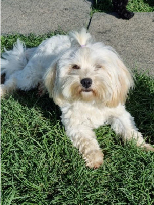 Étalon Bichon Havanais - Tara Des Terres De L'Avesnois