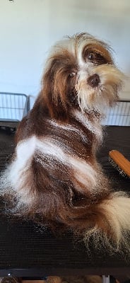 Étalon Bichon Havanais - Victoire O P'tit Havanais Gourmand