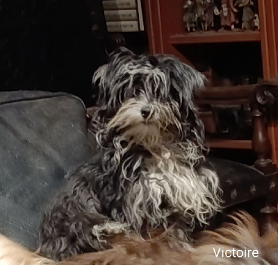 Étalon Bichon Havanais - Victoire comanche Coeur De Masai