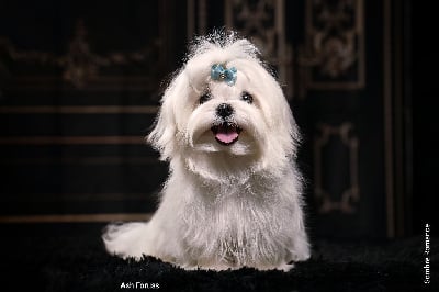 Étalon Bichon maltais - Ash forussi