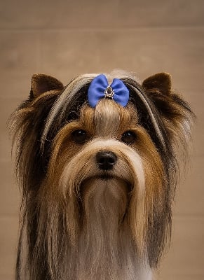 Étalon Biewer Terrier - CH. white promiss Ami jovy