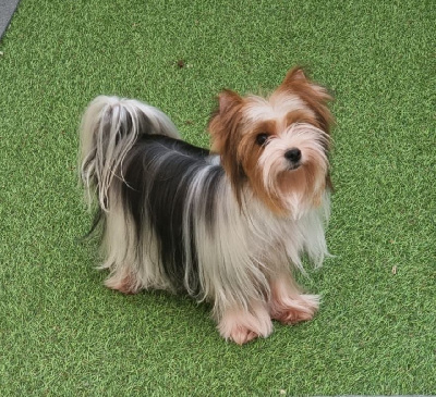 Étalon Biewer Terrier - kostbar schatz Guest star