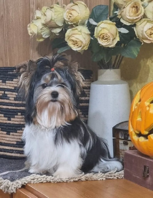 Étalon Biewer Terrier - kostbar schatz Zenit