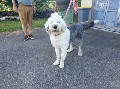 Étalon Bobtail - Ophélie du clos du grand Breuil