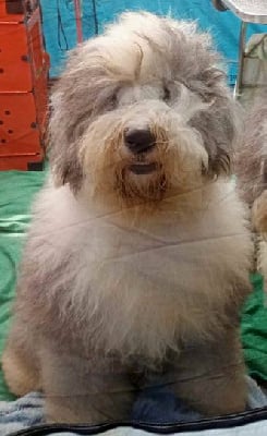 Étalon Bobtail - Valse with me parzival du moulin du pont