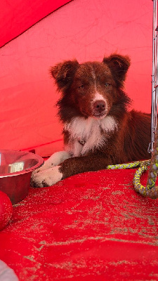 Étalon Border Collie - Aloha Des Gardiens Du Camp