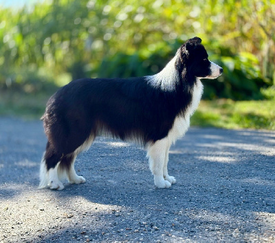 Étalon Border Collie - smart as a whip Dancing queen