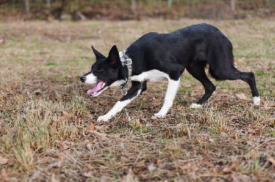 Étalon Border Collie - Dorka's Spirit Viper