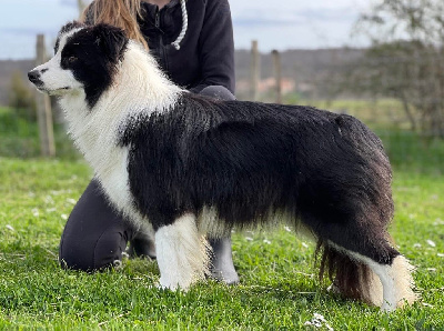 Étalon Border Collie - bordergold Victoria