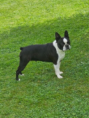 Étalon Boston Terrier - Thairys Du Domaine De La Cour Souveraine