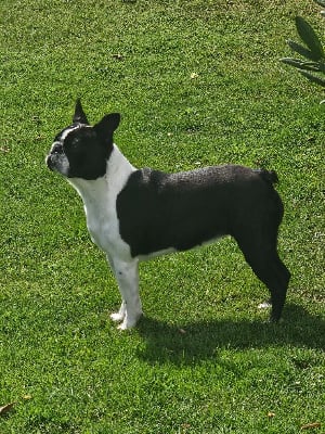 Étalon Boston Terrier - Ubeline Du Domaine De La Cour Souveraine