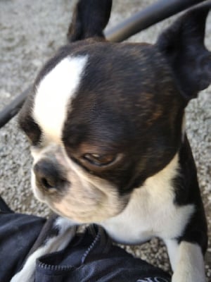 Étalon Boston Terrier - Vipéryne De la tour Ranquin