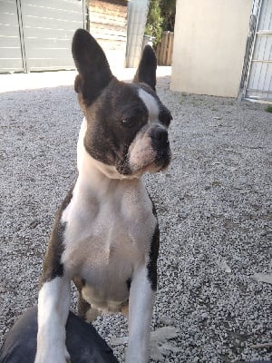 Étalon Boston Terrier - Valkyrie De la tour Ranquin