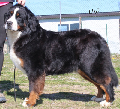 Étalon Bouvier Bernois - U pi dansons la carioca De La Colline D'Eole