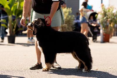 Étalon Bouvier Bernois - lecollinedicaro Machu picchu astro