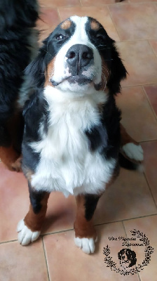 Étalon Bouvier Bernois - Alaska Du Chemin De Lélia