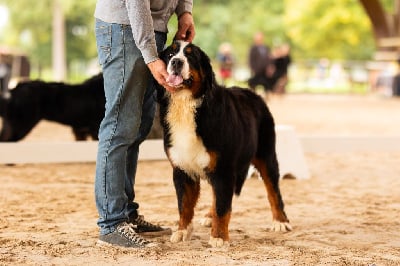 Étalon Bouvier Bernois - Vador dark vador du Domaine De Léon De La Seille