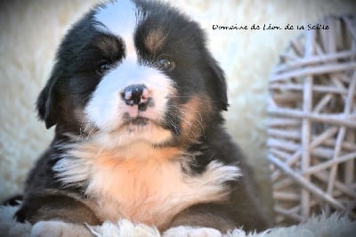 Étalon Bouvier Bernois - Volubile volubilis volubilas du domaine de leon de du Domaine De Léon De La Seille