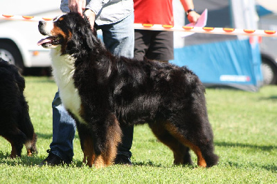 Étalon Bouvier Bernois - Mamie nova des compagnons de la mane