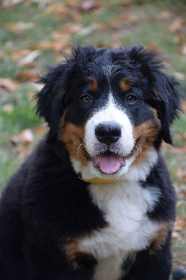 Étalon Bouvier Bernois - Astr'aella Des Pattes d'Oust