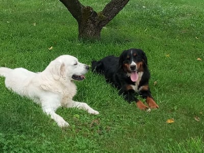 Étalon Bouvier Bernois - Vedette Titre Initial