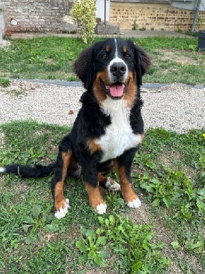Étalon Bouvier Bernois - Ayverest Du Domaine De L’Orchidée Céleste