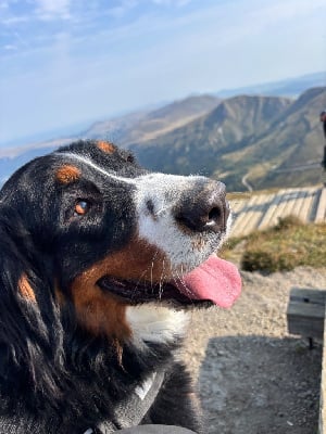 Étalon Bouvier Bernois - Una matina des Légendes de Maika
