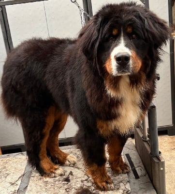 Étalon Bouvier Bernois - Velvet blues De La Cathedrale Des Ours