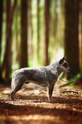Étalon Bouvier australien - CH. Unbelievable soul Of Willandra Lakes