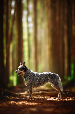 Étalon Bouvier australien - CH. Under a million lights Of Willandra Lakes