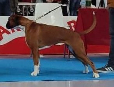 Étalon Boxer - CH. Renata De Cans D'aragon