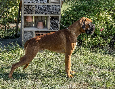 Étalon Boxer - V'texas Della Furia Divina