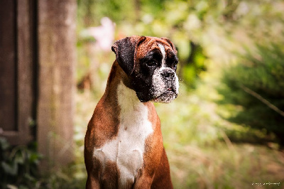 Étalon Boxer - U be mine dite youbi des fideles compagnons d uxen