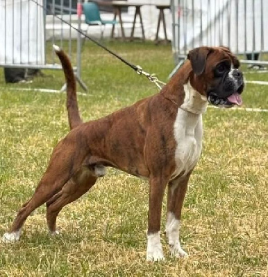 Étalon Boxer - Unzo du Val D'Europe