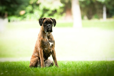 Étalon Boxer - Vany Des Alérions D'Argent