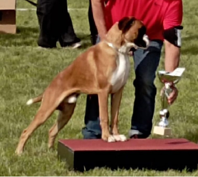 Étalon Boxer - CH. Jaguar dell'oro di napoli