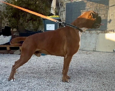 Étalon Boxer - Totti Della Furia Divina