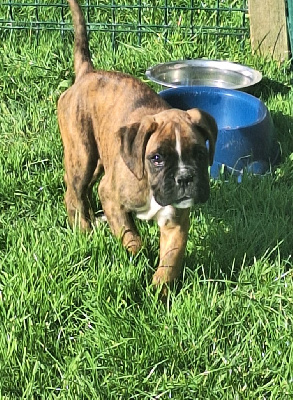 Étalon Boxer - Apollon (Sans Affixe)