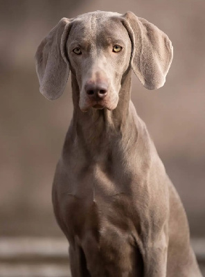 Étalon Braque de Weimar - CH. Victorious tenerys De L'Ambre d'Espoir Des Hdf