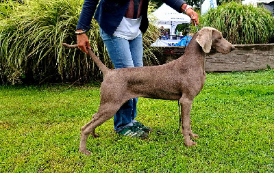 Étalon Braque de Weimar - Ankara Du Cercle De Léma